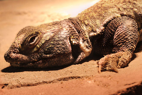Predator Unblinking, red eye focussed, single tooth bared. 

Bell's Dabb Lizard mainly eat small plants and flowers, if there happen to be some in their dry dry deserts. Occasionally they eat little insects or seeds, but only if nothing else is at hand or when not yet of age and not so experienced. 
Their tail is very thick, coarse and covered in large spiked plates, might a real predator show up. Beauty in the eye of the beholder.  Geotagged,The Netherlands,Uromastyx acanthinura,oliemeulen