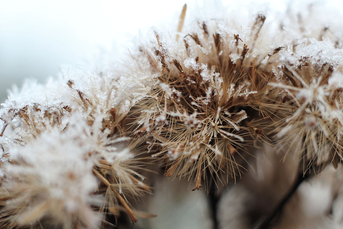Jack Frost Jack Frost turns the world to white,<br />
heralds the winter&#039;s come at night,<br />
heralds its cold and gripping might.<br />
<br />
Jack Frost nips at nose and ear,<br />
dries the eyes and makes them tear,<br />
but still is kids&#039; happiest time of year. Canon  EF12mm II,Geotagged,The Netherlands,dew,frost,ice,particles,soligor 12mm,soligor 20mm,soligor 36mm