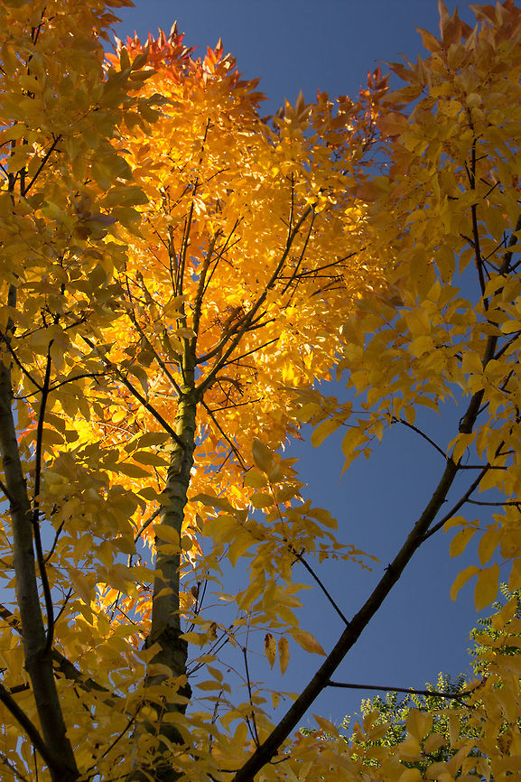 Polarized petals of autumn Wow, you should have seen this simplicity in beauty, such a warm light on a cold day. I shot this one with a polariser for a bit of power in colours, but you bet in real life it was even more so. Two days later it was as bare as a rock. That&#039;s autumn for you. Fagus sylvatica,Fagus sylvaticaEuropean Beech,Geotagged,The Netherlands,autumn,dawn,runrise,sunrize