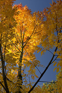 Polarized petals of autumn Wow, you should have seen this simplicity in beauty, such a warm light on a cold day. I shot this one with a polariser for a bit of power in colours, but you bet in real life it was even more so. Two days later it was as bare as a rock. That's autumn for you. Fagus sylvatica,Fagus sylvaticaEuropean Beech,Geotagged,The Netherlands,autumn,dawn,runrise,sunrize