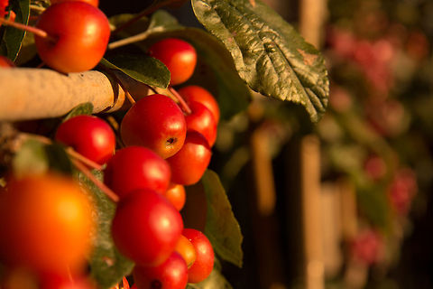 Apples on the cultivated wild side These crab apples look edible. Are they? Watch the movie for more info.
These fine specimens are located in our front garden, a nice spot on our miniscule piece of earth. Shot on an early morning in the warmth of dawn. Geotagged,Malus sylvestris,The Netherlands,apple,crab apple,malus sylvestris,red