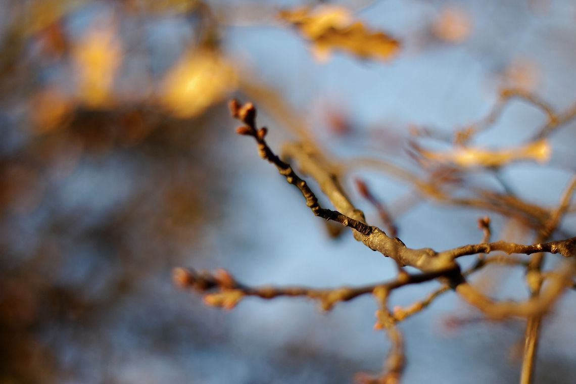 Skeleton fingers of Autumn "Just before the death of leaves,<br />
And before they are buried in snow,<br />
There comes a festival season<br />
When nature is all aglow." English oak,Geotagged,Quercus robur,The Netherlands