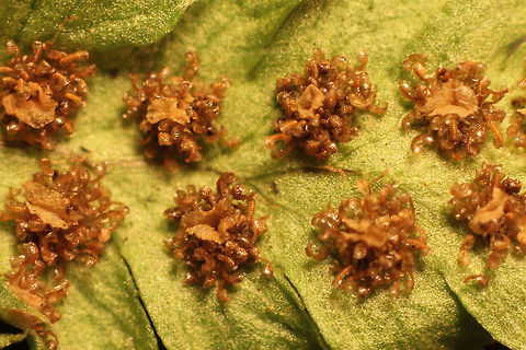 What on earth is this? St. John hath told me what to do:
To search and find the ferns that grow
The fern seed that the faeries know;
Then sprinkle fern seed in my shoe,
And haunt the steps of you, my dear,
And haunt the steps of you.

Have you ever zoomed into a fern seed? Wow, when full grown, ripe to discover the world below, they actually look like a bunch of worms, crying for freedom. Did you know? Canon  EF12mm II,Geotagged,Old World Royal Fern,Osmunda regalis,The Netherlands,fern,macro,ripe,seed,soligor 12mm,soligor 20mm,soligor 36mm