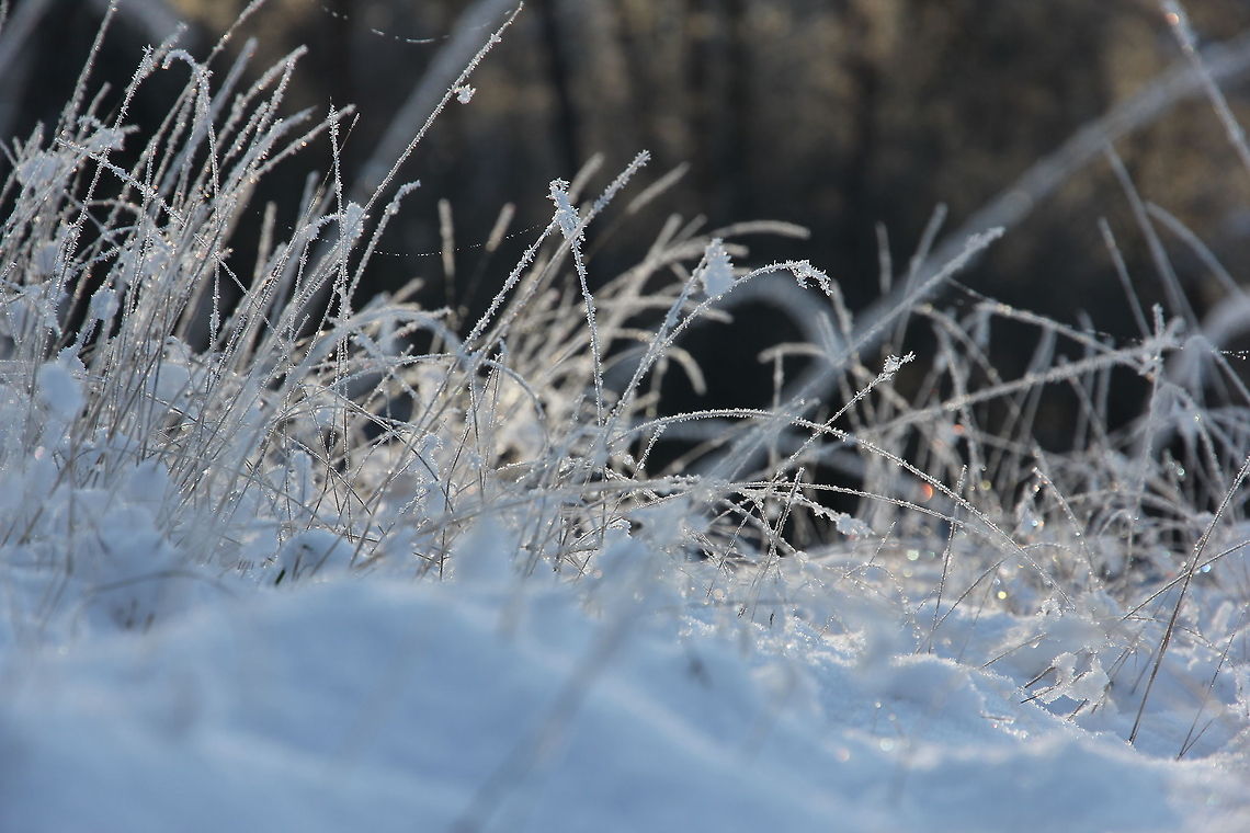 An icy mantle A pure white mantle blotted out the world I used to know,<br />
There was no scarlet in the sky nor the hills below,<br />
gently as mercy out of heaven came down the healing snow.<br />
<br />
The trees that were so dark and bare stood up in radiant white,<br />
And the road forgot its furrowed care as day forgets the night<br />
And the new heaven and the new earth lay robed in dazzling light. Geotagged,The Netherlands