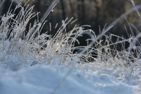 An icy mantle A pure white mantle blotted out the world I used to know,
There was no scarlet in the sky nor the hills below,
gently as mercy out of heaven came down the healing snow.

The trees that were so dark and bare stood up in radiant white,
And the road forgot its furrowed care as day forgets the night
And the new heaven and the new earth lay robed in dazzling light. Geotagged,The Netherlands