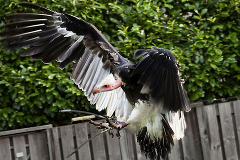 Give me a break "
They beat us to surrender weak with fright,
And tugging and tearing without let or pause,
They flap their hideous wings in grim delight,
And stuff our gory hearts into their maws. 
"

A quick snap, it was. Not only for me, as the vulture had something else to snap in mind. 
Captured on a bird show in Tilburg, very humorous: go watch if you have the time! (and geo location for it:)) Geotagged,Oliemeulen,The Netherlands,Trigonoceps occipitalis,White-headed Vulture