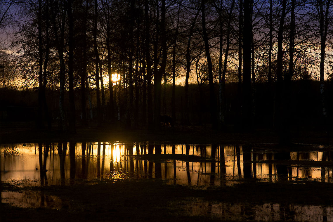 Bring me sunset in a cup! Bring me the sunset in a cup,<br />
Reckon the morning&#039;s flagons up<br />
And say how many Dew,<br />
Tell me how far the morning leaps&mdash;<br />
Tell me what time the weaver sleeps<br />
Who spun the breadth of blue! Domestic horse,Equus ferus caballus,Geotagged,The Netherlands,sunset