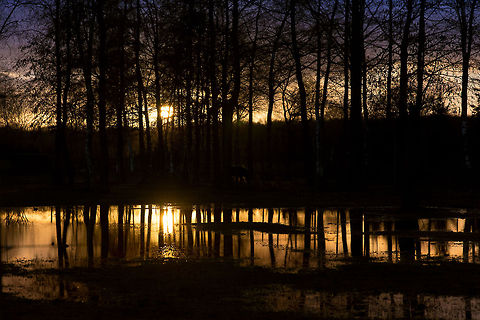 Bring me sunset in a cup! Bring me the sunset in a cup,
Reckon the morning's flagons up
And say how many Dew,
Tell me how far the morning leaps—
Tell me what time the weaver sleeps
Who spun the breadth of blue! Domestic horse,Equus ferus caballus,Geotagged,The Netherlands,sunset