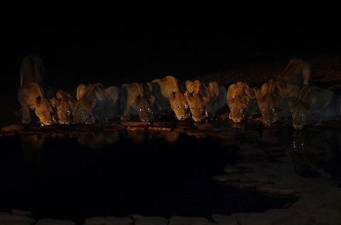 9 lions This was a wonderful sight at our camp's watering hole.  Usually visited during the day by wildebeest, zebra, giraffe and baboons, you can see at night it's a whole different story. Africa,Geotagged,Lion,Panthera leo,Summer,Tanzania,Winter,animals,tanzania,watering hole