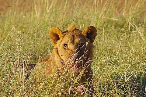 bloody face This lion was snacking on a meal of a young zebra.  Maybe he was looking at me for his next afternoon snack. Africa,Geotagged,Lion,Panthera leo,Tanzania,blood,portrait