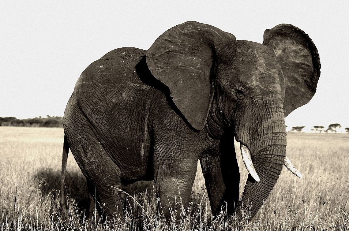 elephant b and w This elephant was a little mad the Land Rover was too close. However, he made for a great photo op. African bush elephant,Geotagged,Loxodonta africana,Serengeti,Tanzania,black and white,elephant