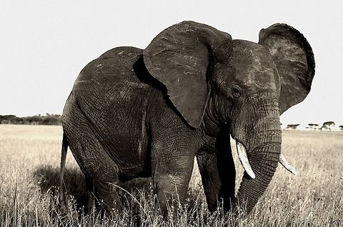 elephant b and w This elephant was a little mad the Land Rover was too close. However, he made for a great photo op. African bush elephant,Geotagged,Loxodonta africana,Serengeti,Tanzania,black and white,elephant