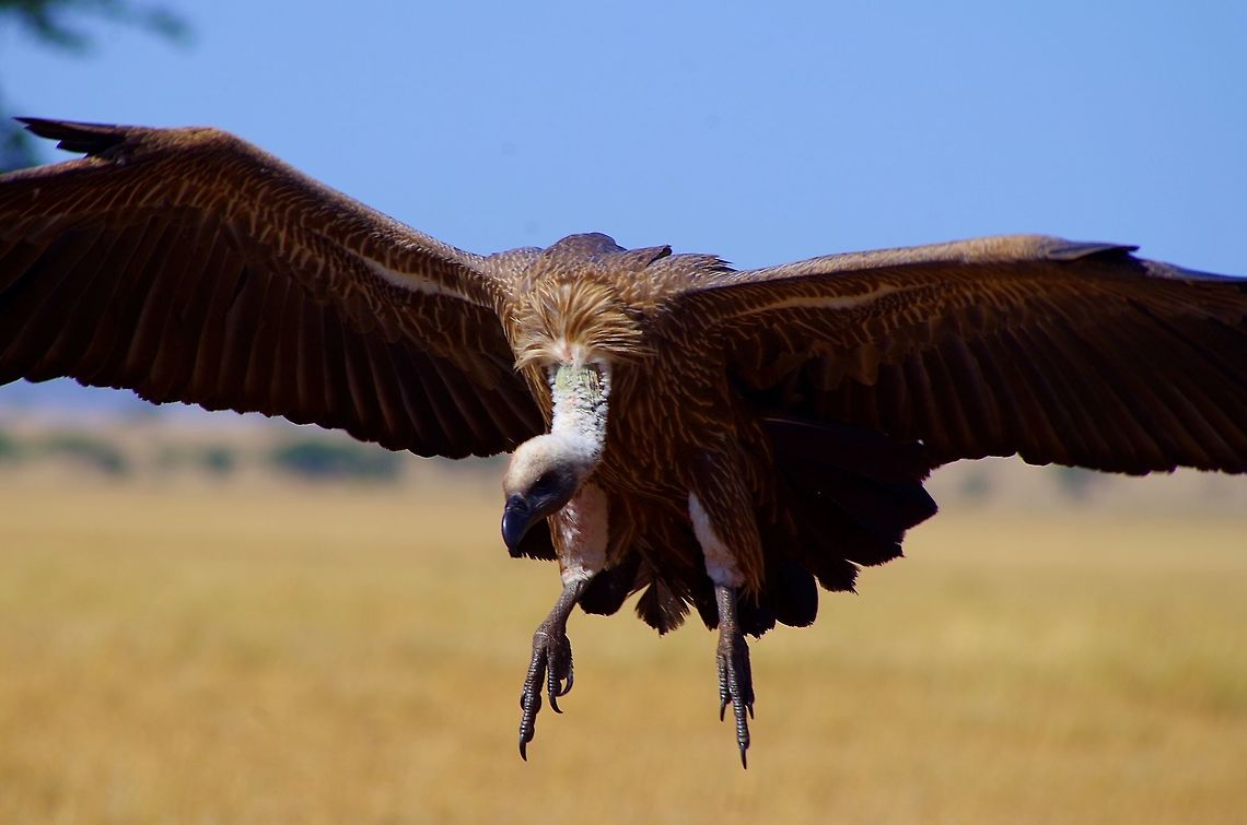 vulture landing vulture coming in for a landing for a cheetah kill feeding Geotagged,Gyps rueppelli,Gyps rueppellii,Rüppell's vulture,Rüppells Vulture,Summer,Tanzania,africa,serengeti