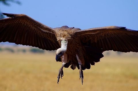 vulture landing vulture coming in for a landing for a cheetah kill feeding Geotagged,Gyps rueppelli,Gyps rueppellii,Rüppell's vulture,Rüppells Vulture,Summer,Tanzania,africa,serengeti