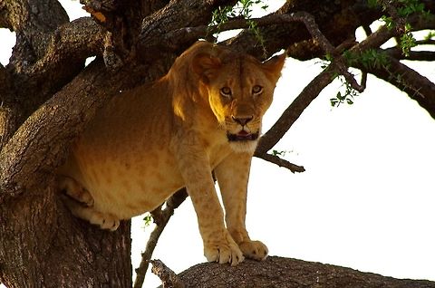 lion in a tree on our way to see a leopard in a tree we stumbled upon this guy. rare sighting indeed! Geotagged,Lion,Panthera leo,Summer,Tanzania,africa,serengeti,tree