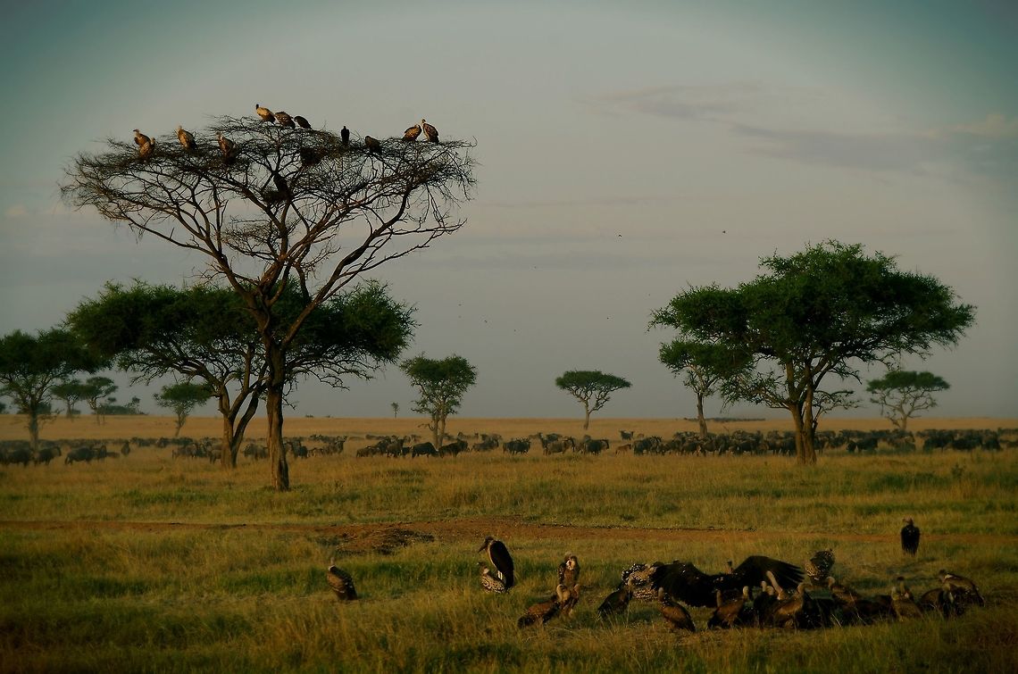 layers of wildlife vultures waiting in a tree to roost, vultures finishing a meal and zebras and wildebeest in the background Geotagged,Gyps rueppellii,Rüppells Vulture,Summer,Tanzania,africa,serengeti,wildebeest,zebra
