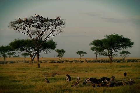 layers of wildlife vultures waiting in a tree to roost, vultures finishing a meal and zebras and wildebeest in the background Geotagged,Gyps rueppellii,Rüppells Vulture,Summer,Tanzania,africa,serengeti,wildebeest,zebra