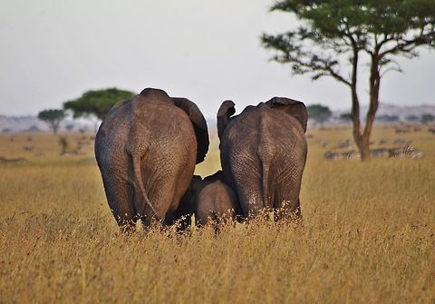 elephant_butts couple elephants protecting their young.  gave us a nice view. African bush elephant,Baby,Geotagged,Loxodonta africana,Tanzania,butt,elephant
