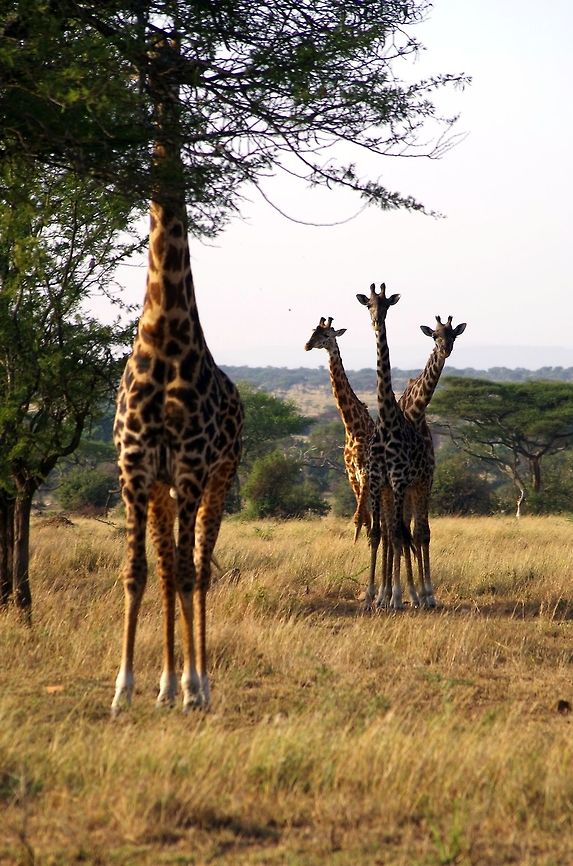 3_headed_giraffe great photo op...looks like a siamese giraffe Geotagged,Giraffa camelopardalis,Giraffe,Summer,Tanzania,africa,head,serengeti,tanzania
