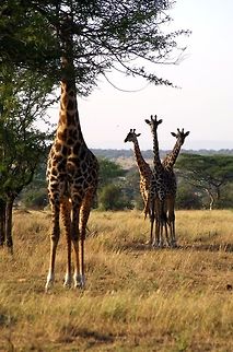 3_headed_giraffe great photo op...looks like a siamese giraffe Geotagged,Giraffa camelopardalis,Giraffe,Summer,Tanzania,africa,head,serengeti,tanzania