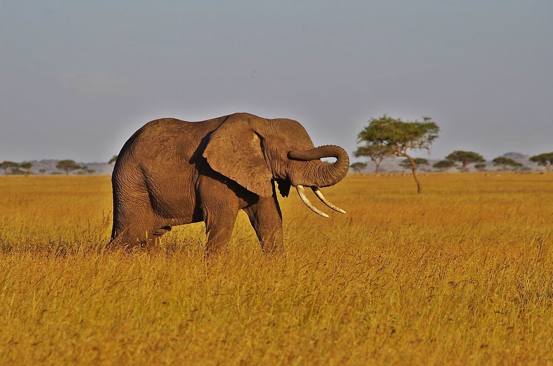 elephant_coverin_eye either sun a little too bright or just cleaning his eye African bush elephant,Geotagged,Loxodonta africana,Summer,Tanzania,africa,eye,serengeti,tanzania