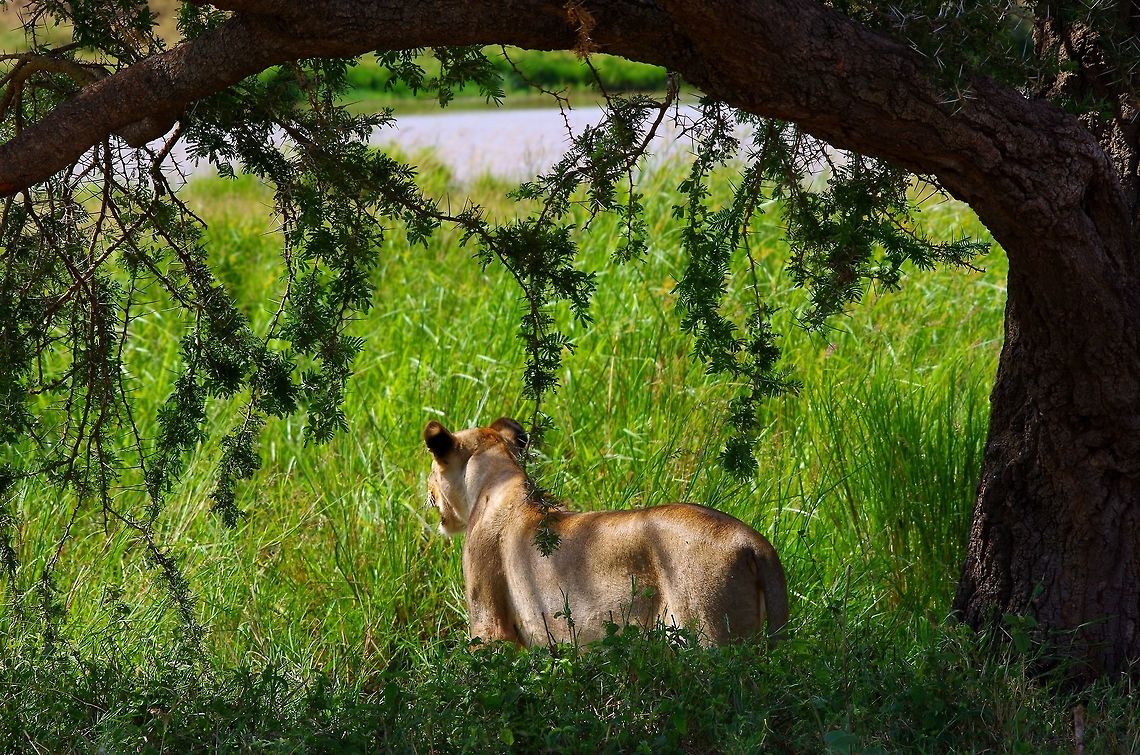 lion_framed_by_tree great natural framing Geotagged,Lion,Panthera leo,Summer,Tanzania,africa,serengeti,tree