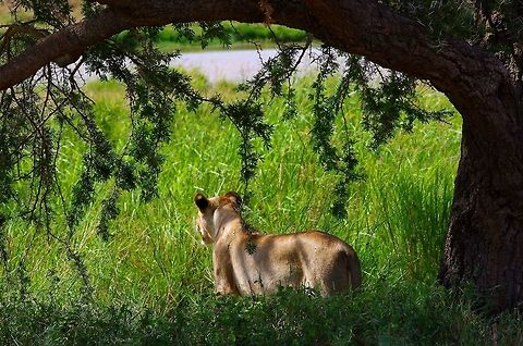 lion_framed_by_tree great natural framing Geotagged,Lion,Panthera leo,Summer,Tanzania,africa,serengeti,tree