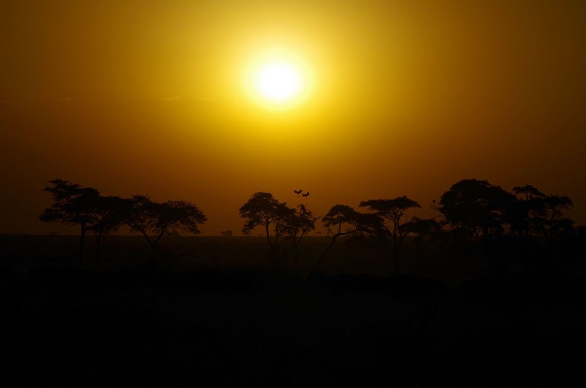 two_birds a couple of marabou storks coming in for a landing during an evening game drive. Geotagged,Leptoptilos crumeniferus,Marabou Stork,Summer,Tanzania,africa,serengeti,silhouette,sunset