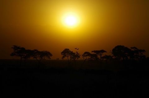 two_birds a couple of marabou storks coming in for a landing during an evening game drive. Geotagged,Leptoptilos crumeniferus,Marabou Stork,Summer,Tanzania,africa,serengeti,silhouette,sunset