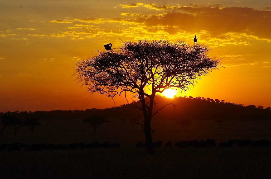 pelicans_in_tree  Geotagged,Great White Pelican,Pelecanus onocrotalus,Summer,Tanzania