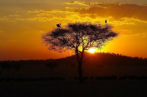 pelicans_in_tree  Geotagged,Great White Pelican,Pelecanus onocrotalus,Summer,Tanzania