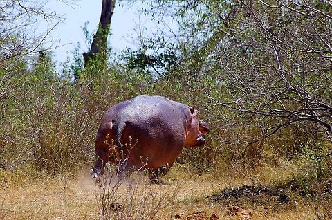 hippo_running came upon this guy around a bend.  our land rover startled him, so he gave a big yelp and ran into the bush.  i've never seen an animal that big run so fast.  it was amazing.  it looked like he was running on his tippy toes. Geotagged,Hippopotamus,Hippopotamus amphibius,Summer,Tanzania,africa,grumeti river,hippo,running,serengeti
