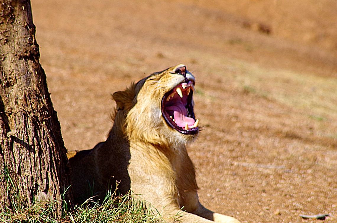 lion_yawn those teeth!  need i say more? Geotagged,Lion,Panthera leo,Summer,Tanzania,africa,serengeti,yawn
