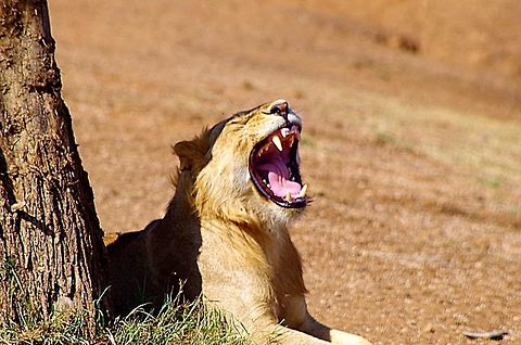 lion_yawn those teeth!  need i say more? Geotagged,Lion,Panthera leo,Summer,Tanzania,africa,serengeti,yawn
