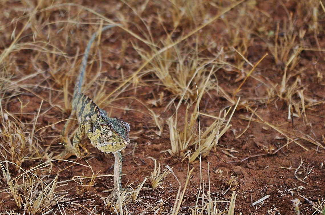 chameleon_front almost ran this guy over in the land rover.  can anyone help identify the species of chameleon please?  he liked my blue shoes. Camouflage,Chamaeleo dilepis,Chameleon,Flap-Necked Chameleon,Geotagged,Summer,Tanzania,africa,serengeti