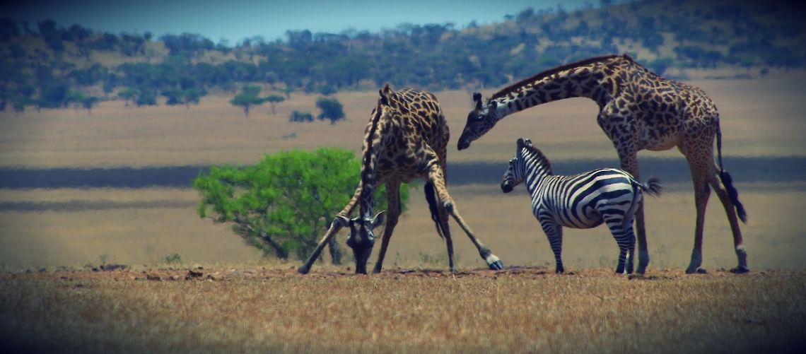 giraffe_watering_hole couple giraffes and a zebra at the camp's watering hole Geotagged,Giraffa camelopardalis,Giraffe,Summer,Tanzania,africa,drinking,legs,serengeti,zebra