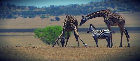 giraffe_watering_hole couple giraffes and a zebra at the camp's watering hole Geotagged,Giraffa camelopardalis,Giraffe,Summer,Tanzania,africa,drinking,legs,serengeti,zebra