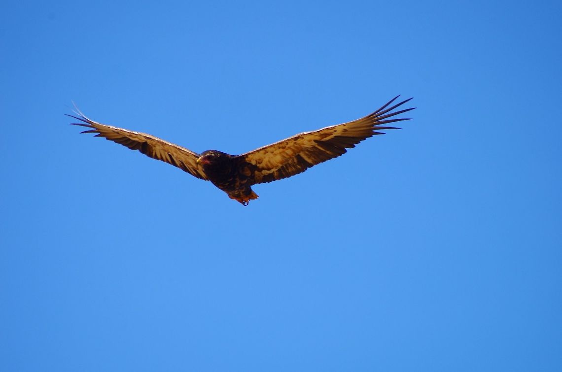 eagle this bateleur eagle was flying over a cheetah kill with some vultures.  don&#039;t really know why it was flying with the vultures. Bateleur,Geotagged,Summer,Tanzania,Terathopius ecaudatus,africa,eagle,flying,serengeti
