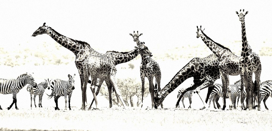 giraffe_b_and_w some more giraffes showing off their drinking ability. Geotagged,Giraffa camelopardalis,Giraffe,Summer,Tanzania,africa,drinking,legs,serengeti,zebra