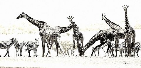 giraffe_b_and_w some more giraffes showing off their drinking ability. Geotagged,Giraffa camelopardalis,Giraffe,Summer,Tanzania,africa,drinking,legs,serengeti,zebra