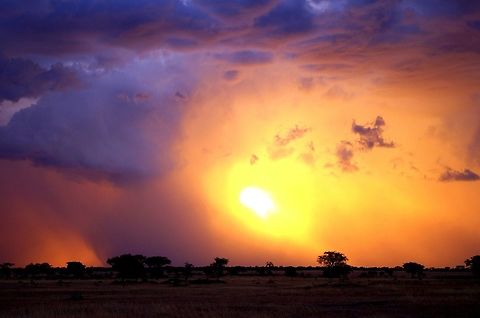 sunset_1 acacia trees against a landscape sunsut in the serengeti.  not sure the species of the acacia.  please help.  its umbrella i believe, but not sure Geotagged,Summer,Tanzania,acacia,africa,serengeti,sunset