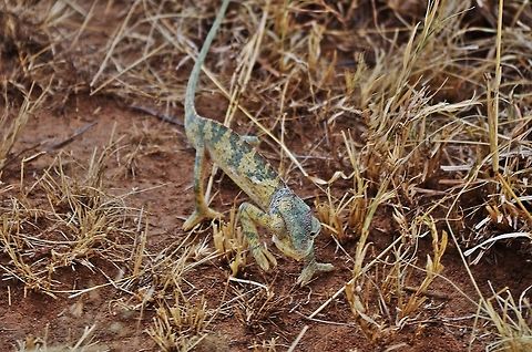 chameleon_conical_eye another shot of the chameleon showcasing his conical eyes.  if anyone knows the specific species please fill it in. Chamaeleo dilepis,Chameleon,Flap-Necked Chameleon,Geotagged,Houttuynia cordata,Summer,Tanzania,africa,chameleon,conical eyes,eyes,serengeti