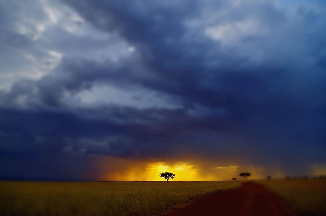 tree_silhouette_far an umbrella acacia with a storm and sunset Acacia tortilis,Geotagged,Natural events,Summer,Tanzania,Umbrella thorn acacia,africa,serengeti,storm,sunset