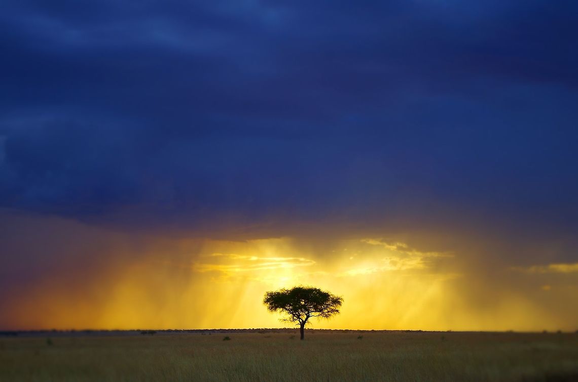 tree_silhouette an umbrella acacia with a storm and sunset Acacia tortilis,Geotagged,Summer,Tanzania,Umbrella thorn acacia,africa,serengeti,storm,sunset,tree