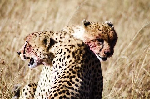 cheetahs couple of cheetahs pause to look for danger while eating Acinonyx jubatus,Cheetah,Geotagged,Summer,Tanzania,africa,eating,serengeti