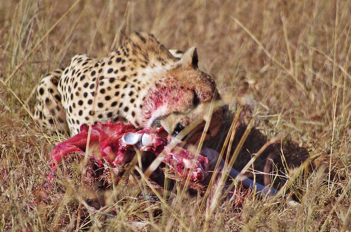 cheetah_eating cheetah eating a baby wildebeest Acinonyx jubatus,Cheetah,Geotagged,Summer,Tanzania,Winter,africa,eating,serengeti,wildebeest