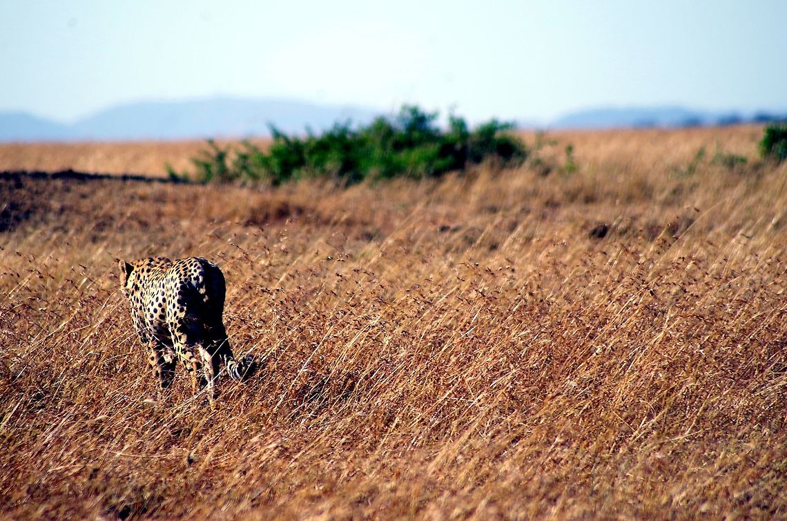 cheetah_walking_away after he was done eating he gave me this great shot of him walking away Acinonyx jubatus,Cheetah,Geotagged,Summer,Tanzania,africa,serengeti