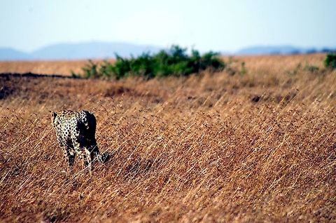 cheetah_walking_away after he was done eating he gave me this great shot of him walking away Acinonyx jubatus,Cheetah,Geotagged,Summer,Tanzania,africa,serengeti