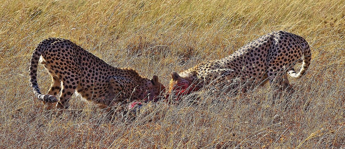 cheetahs_eating_pan_shot two brother cheetahs feasting on a baby wildebeest caught moments earlier Acinonyx jubatus,Cheetah,Geotagged,Summer,Tanzania,africa,eating,serengeti,wildebeest