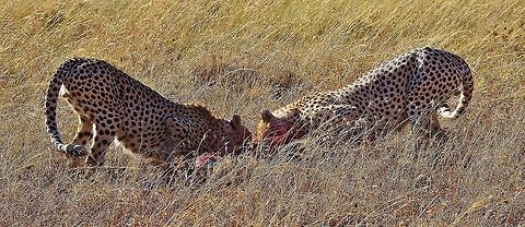 cheetahs_eating_pan_shot two brother cheetahs feasting on a baby wildebeest caught moments earlier Acinonyx jubatus,Cheetah,Geotagged,Summer,Tanzania,africa,eating,serengeti,wildebeest